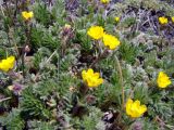 Potentilla exuta