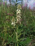 Astragalus uliginosus