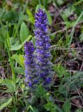 Ajuga orientalis