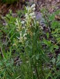 Pedicularis sibirica. Цветущее растение. Красноярский край, Берёзовский р-н, долина р. Мана, каменистый участок лугового склона. 06.06.2022.