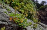 Ligusticum scoticum. Плодоносящее растение. Сахалин, Корсаковский гор. округ, мыс Великан, на скале. 10.08.2023.