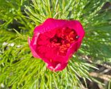 Paeonia tenuifolia. Цветок. Краснодарский край, м/о г. Новороссийск, вершина 429, остепнённый луг. 10.04.2024.