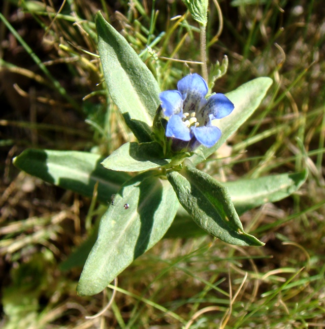 Изображение особи род Gentiana.