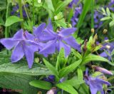 Vinca herbacea. Побеги с цветками и бутонами. Крым, окрестности Белогорска, Ак-Кая, 12 мая 2011 г.