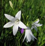 Campanula patula