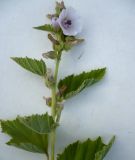 Althaea officinalis