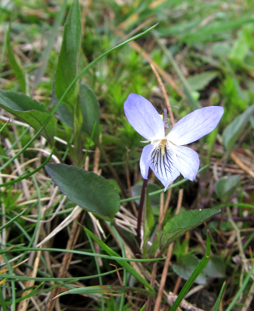 Изображение особи Viola lactea.