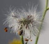 Senecio inaequidens