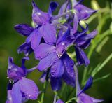 Delphinium consolida