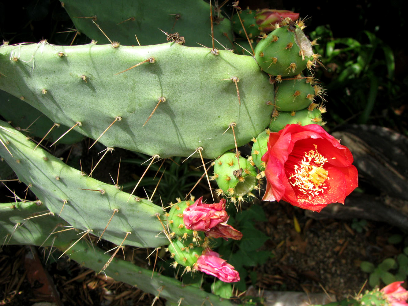 Изображение особи Opuntia bergeriana.