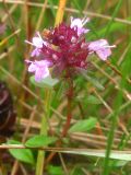 Thymus clandestinus. Верхушка растения с соцветием. Украина, Львовская обл., Бориславский горсовет, пгт Сходница, разнотравный луг на склоне. 14.08.2012.