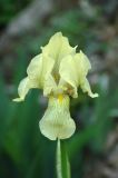 Iris imbricata