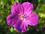 Geranium sanguineum. Цветок. Краснодарский край, Новороссийский р-н, окр. пос. Абрау-Дюрсо, можжевеловое редколесье. 10.07.2013.