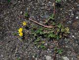 Ranunculus repens