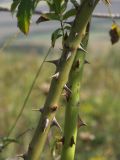 Rosa canina