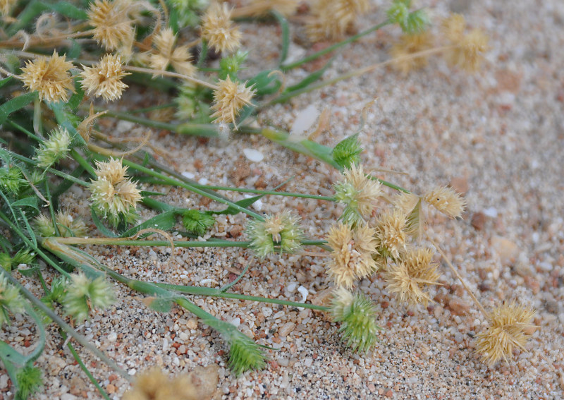 Image of Aeluropus lagopoides specimen.