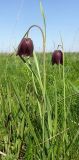 Fritillaria meleagroides. Цветущие растения. Ростовская обл., дельта Дона, Задонье, пойменный луг. 27.04.2014.