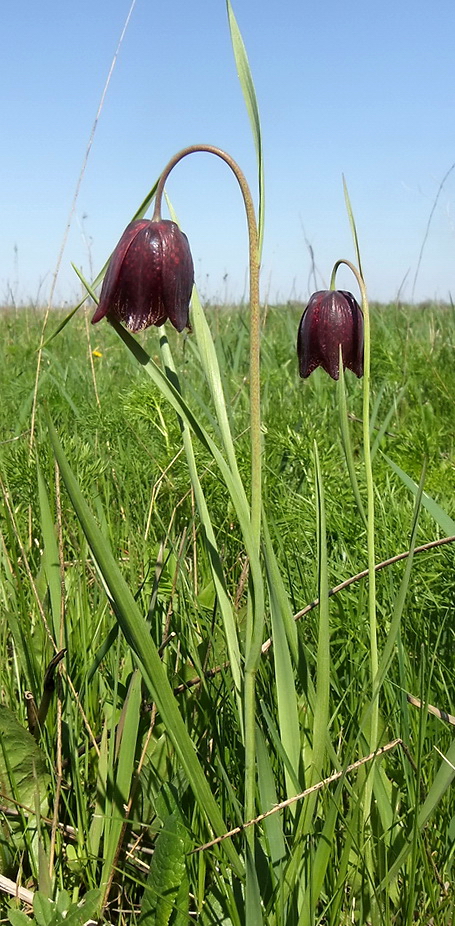 Изображение особи Fritillaria meleagroides.