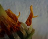 Vaccinium myrtillus