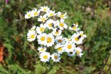 Pyrethrum corymbosum