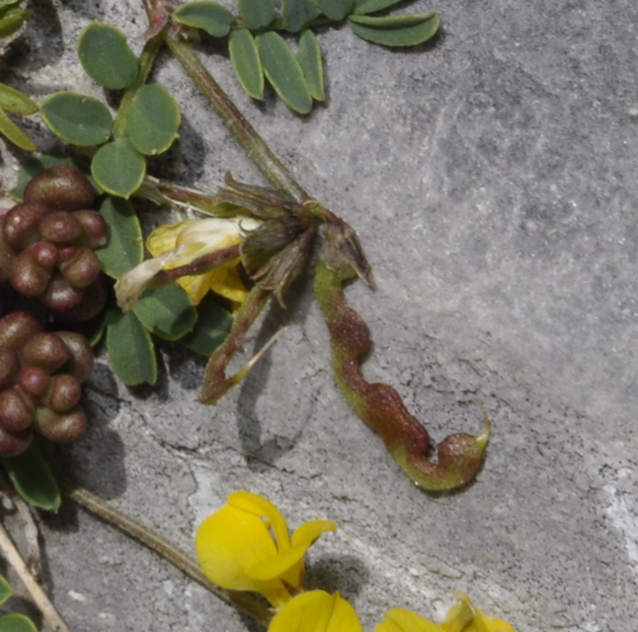 Изображение особи Hippocrepis comosa.