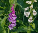 Digitalis purpurea