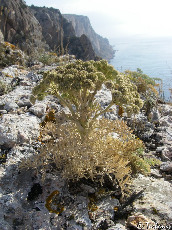 Image of Seseli gummiferum specimen.