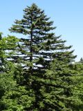 Abies sachalinensis. Взрослое дерево. Курильские о-ва, Кунашир, окр. дачного пос. Третьяково. 17 июля 2015 г.