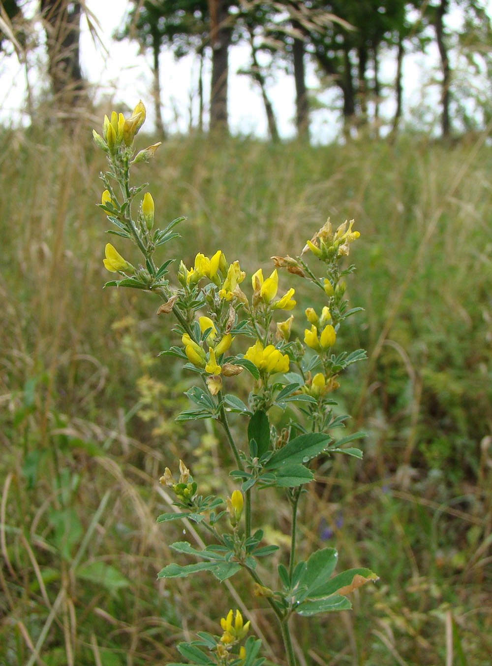 Изображение особи Medicago falcata.