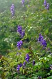 Aconitum sczukinii. Верхушка побега с соцветиями и плодами. Приморье, Лазовский р-н, окр. села Беневское, долина р. Еломовский ключ, смешанный лес. 18.08.2015.