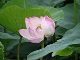 Nelumbo komarovii