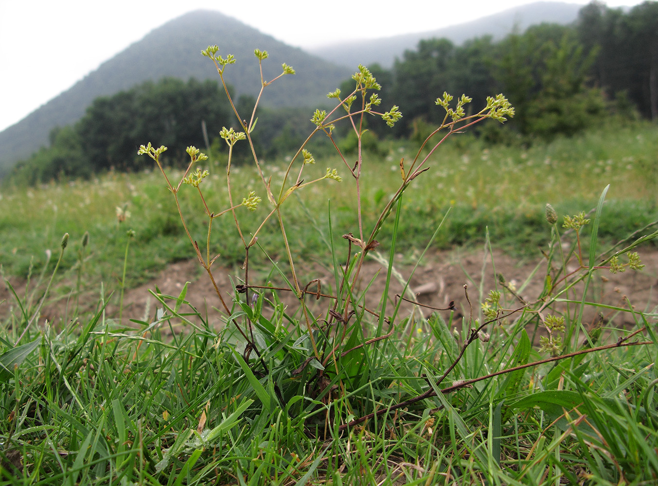 Изображение особи Valerianella dentata.