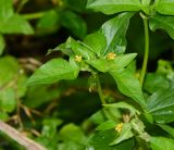 Synedrella nodiflora. Верхушка веточки с соцветиями. Таиланд, о-в Пхукет, курорт Ката, край леса у дороги вдоль канала. 11.01.2017.