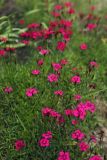 Dianthus deltoides