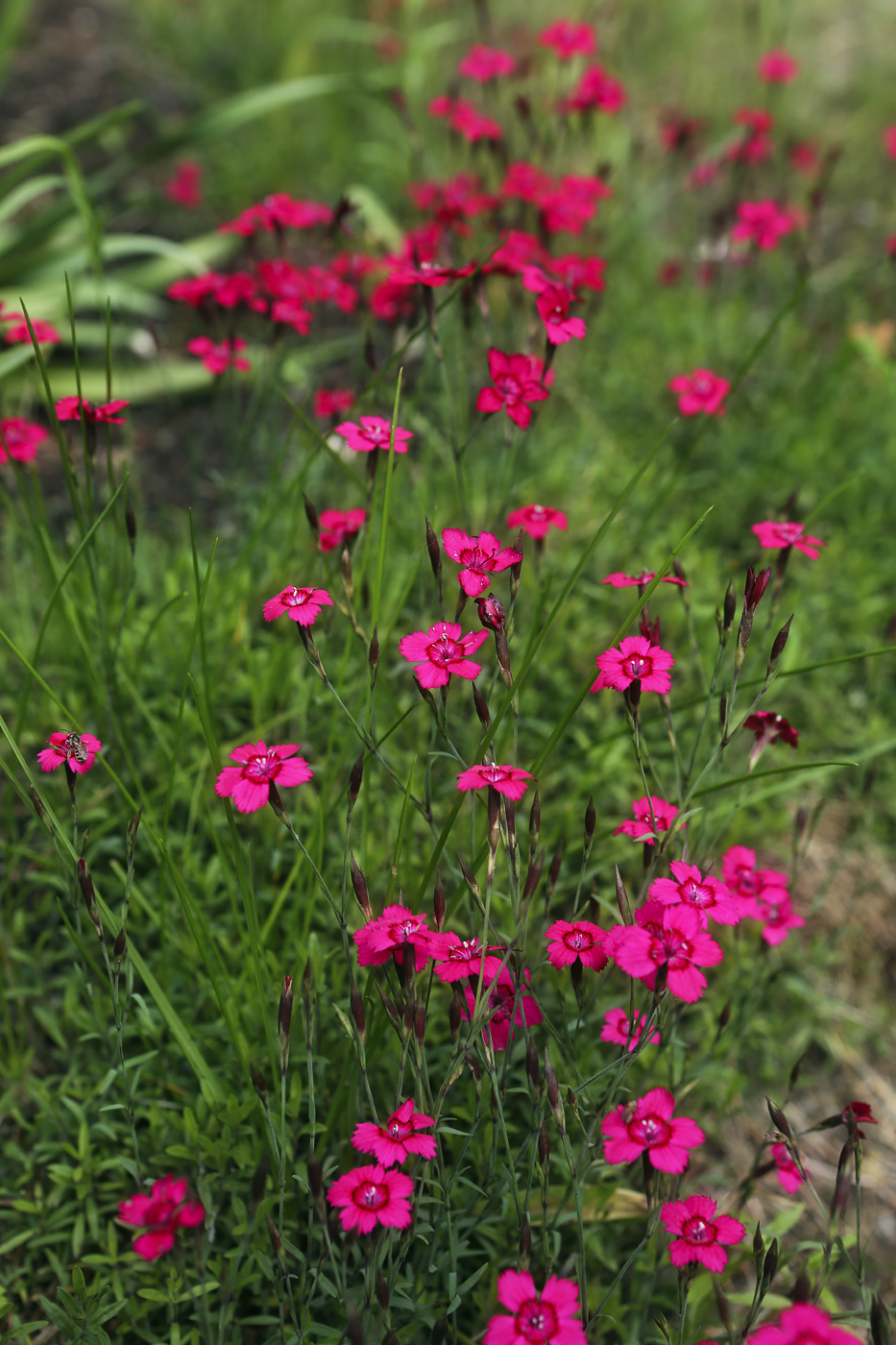 Изображение особи Dianthus deltoides.