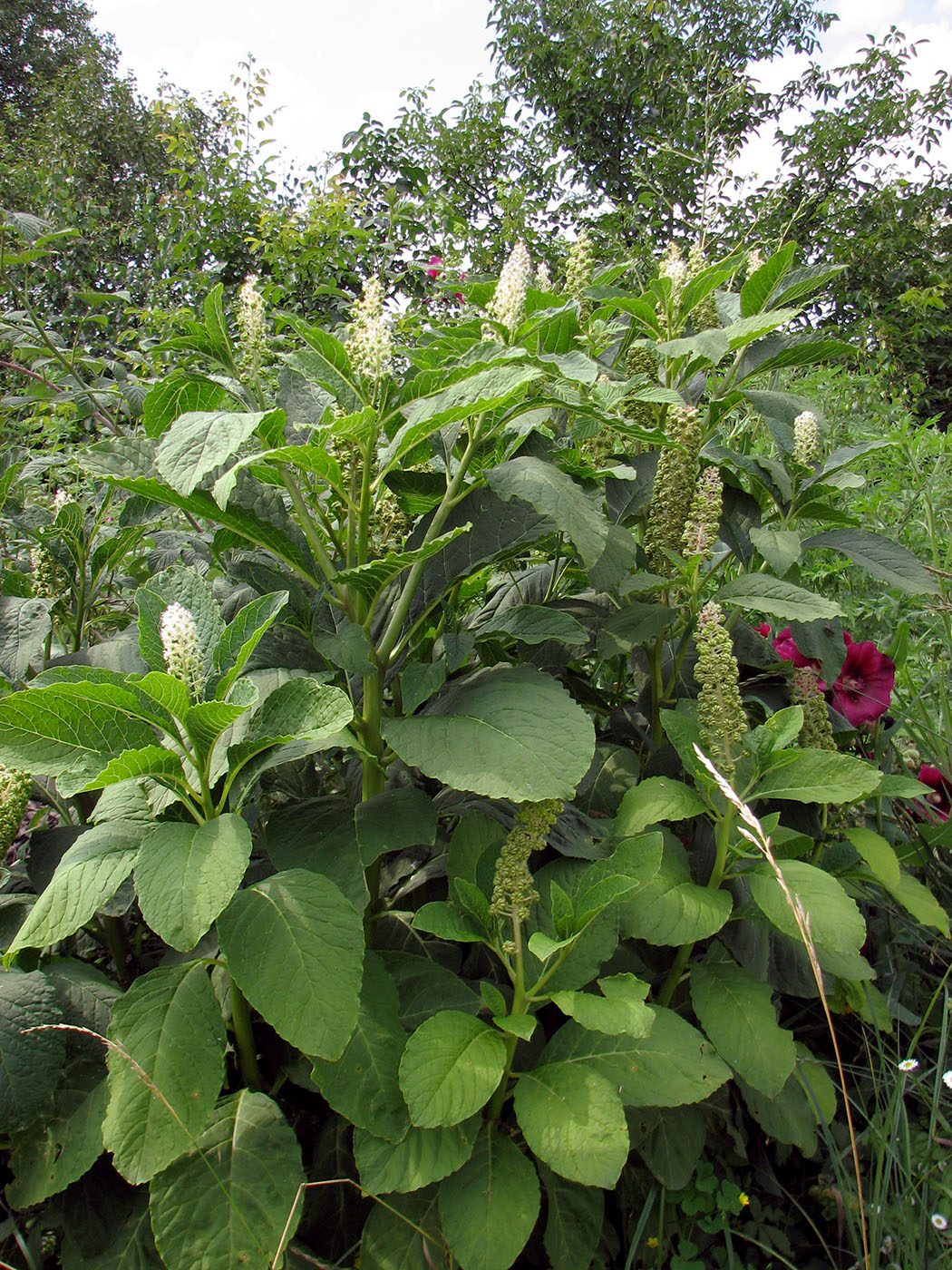 Изображение особи Phytolacca acinosa.