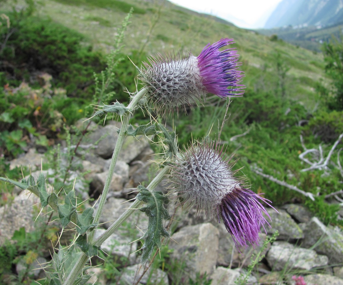 Изображение особи Cirsium erythrolepis.