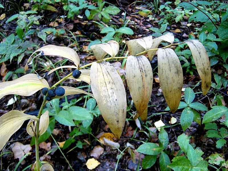 Изображение особи Polygonatum multiflorum.