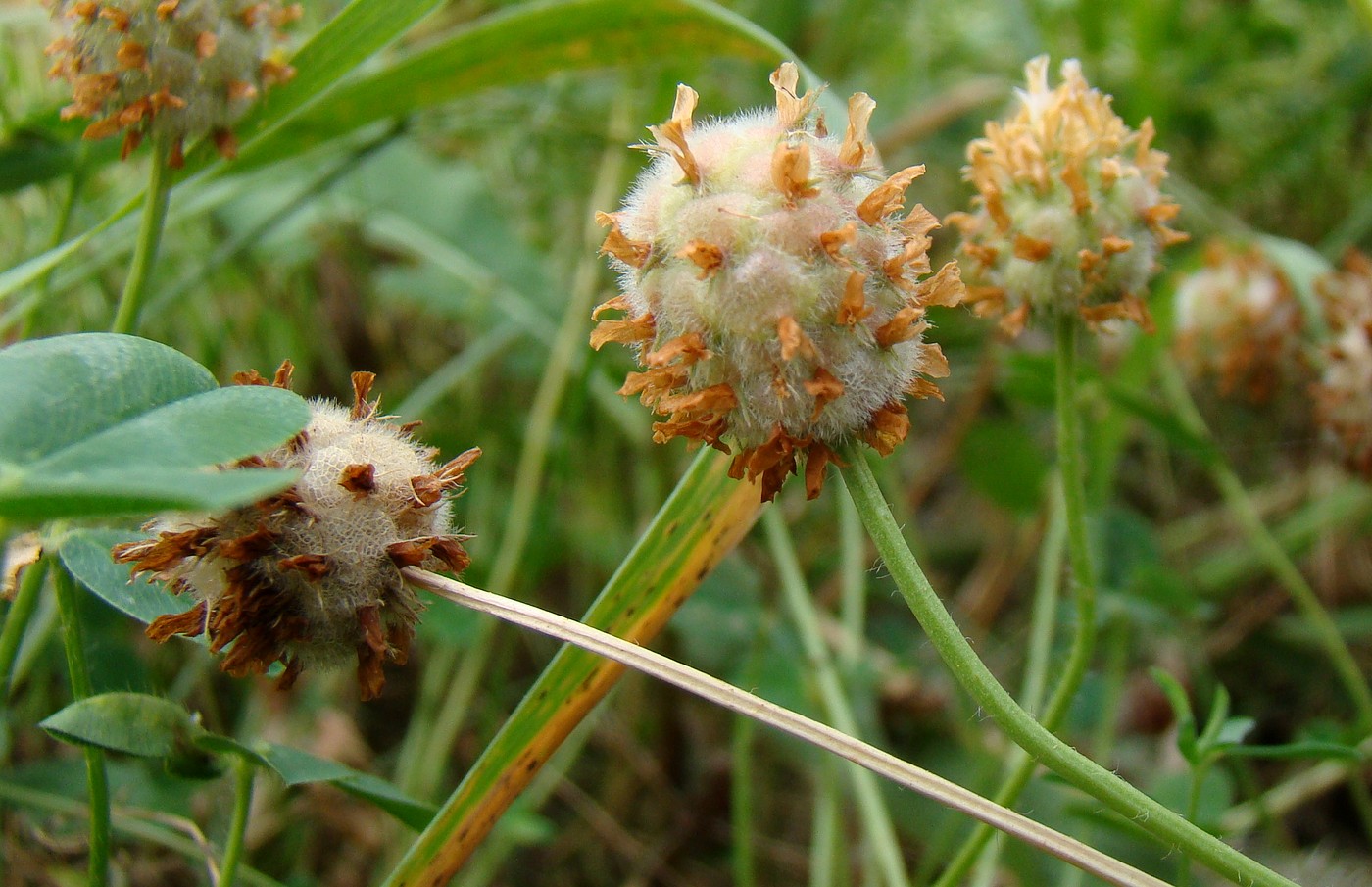 Изображение особи Trifolium bonannii.