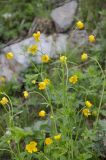 Ranunculus grandifolius