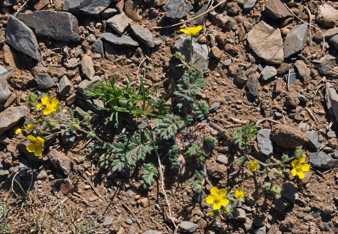 Изображение особи Potentilla sericea.