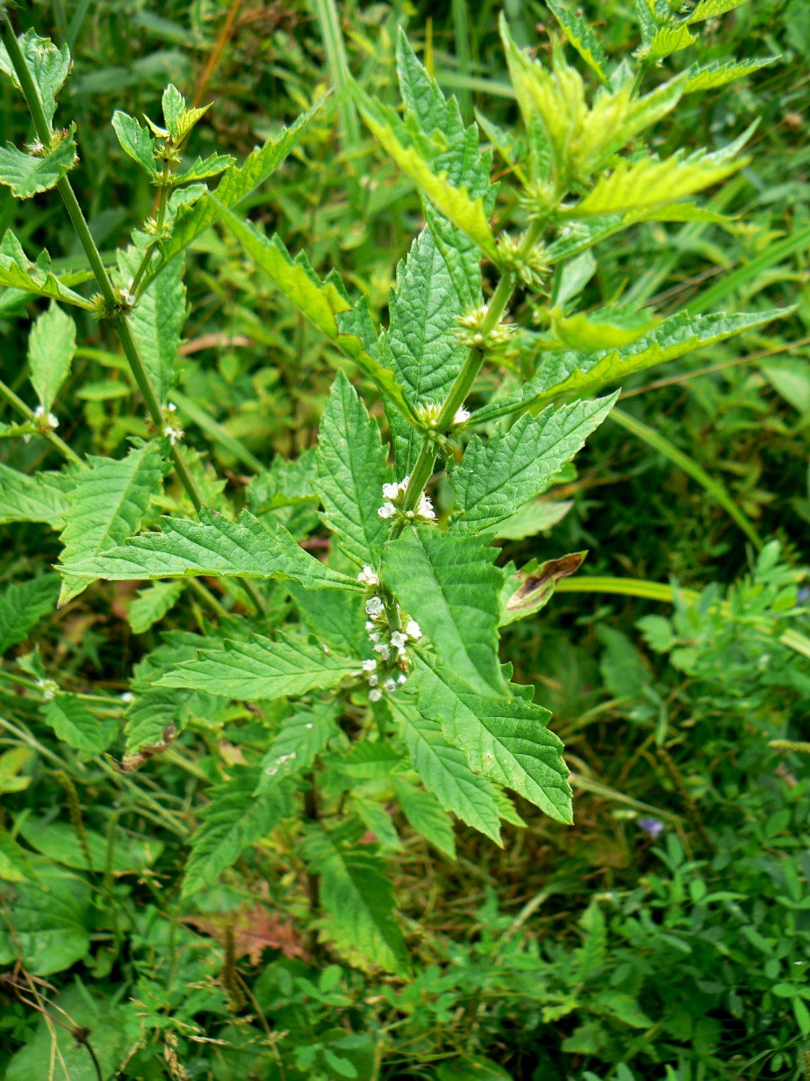 Изображение особи Lycopus europaeus.