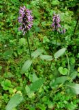 Betonica officinalis