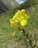 Linaria genistifolia