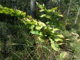 Polygonatum multiflorum. Плодоносящие растения. Тверская обл., Весьегонский р-н, окр. с. Спас-Реня, берег р. Рени, ольшанник. 26 августа 2018 г.