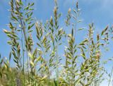 Festuca valesiaca