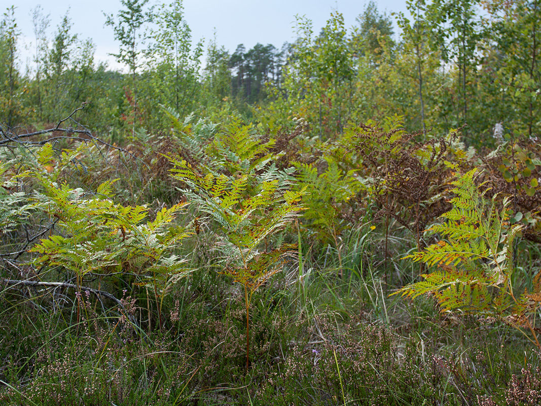 Изображение особи Pteridium pinetorum.