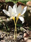 Crocus speciosus