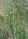 род Typha