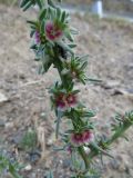 Salsola rosacea